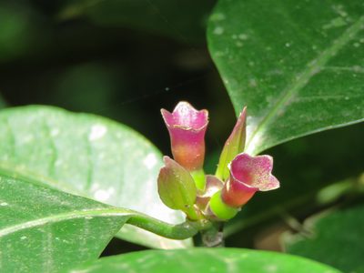 Psychotria nuda, photographed by Diogo Luiz
