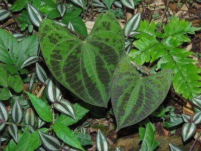 Dioscorea dodecaneura, photographed by Diogo Luiz