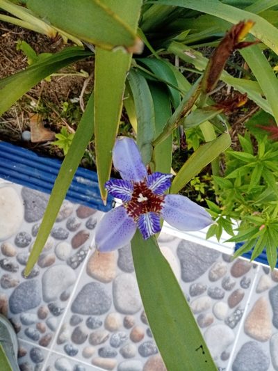 Trimezia coerulea, photographed by Mateo Puerta