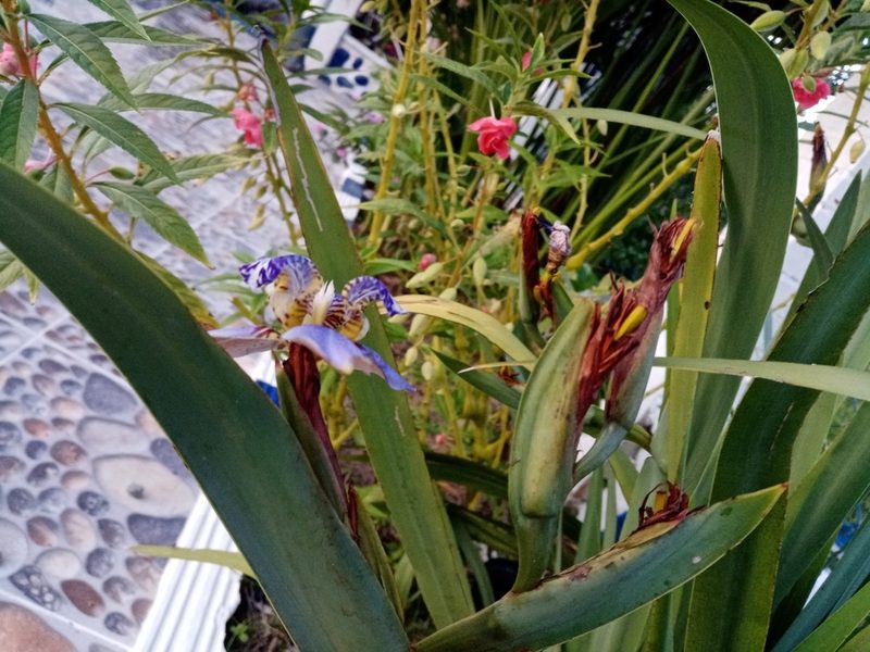 Trimezia coerulea, photographed by Mateo Puerta