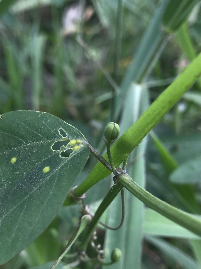 Passiflora cuneata, photographed by Nicolás Baresch Uribe