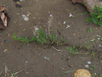 Thymus glabrescens, photographed by carnifex