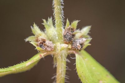 Edrastima uniflora, photographed by Nash Turley