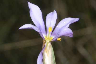 Solenomelus segethi, photographed by aacocucci