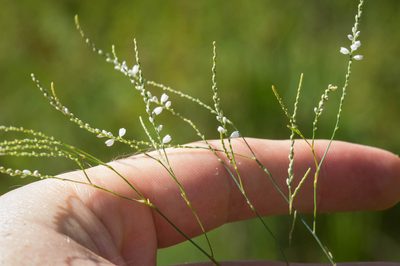 Polygonella gracilis, photographed by Nash Turley