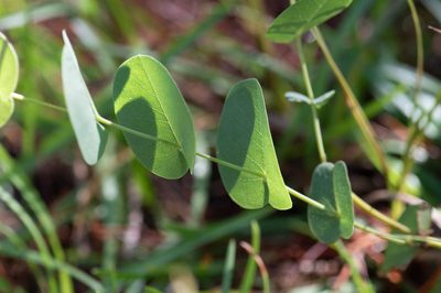Baptisia perfoliata, photographed by Nash Turley