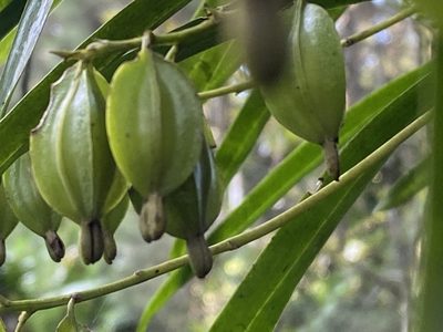 Prosthechea ochracea, photographed by Grete Pasch