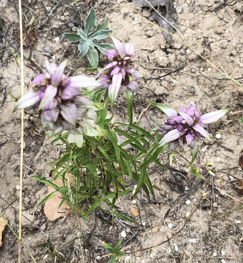 Monarda viridissima, photographed by Brooke Smith