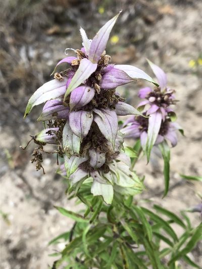 Monarda viridissima, photographed by Brooke Smith
