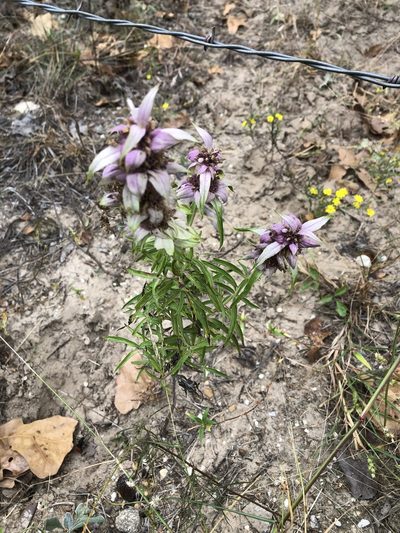 Monarda viridissima, photographed by Brooke Smith