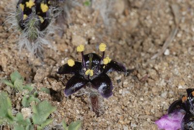 Jaborosa magellanica, photographed by aacocucci