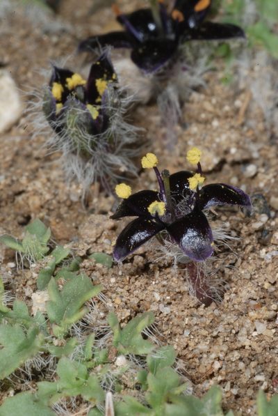 Jaborosa magellanica, photographed by aacocucci