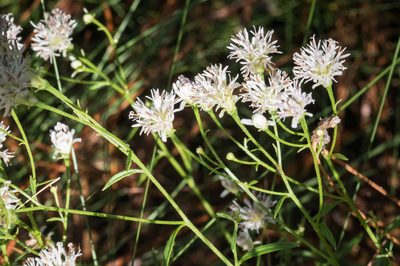 Palafoxia integrifolia, photographed by Nash Turley