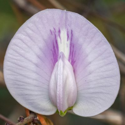Centrosema arenicola, photographed by Nash Turley