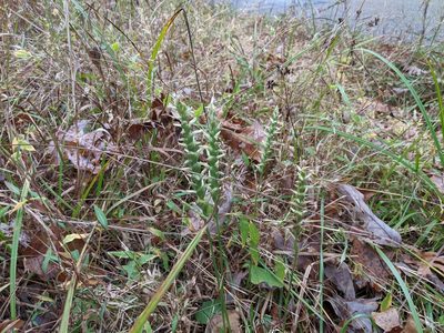 Spiranthes cernua, photographed by Elias