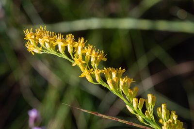 Solidago virgata, photographed by Nash Turley