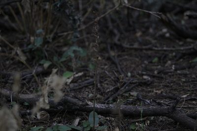 Cyclopogon elatus, photographed by demianlescano