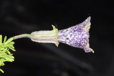 Fabiana australis, photographed by aacocucci