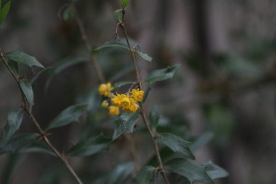 Berberis ruscifolia, photographed by demianlescano