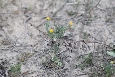 Hymenoxys anthemoides, photographed by demianlescano