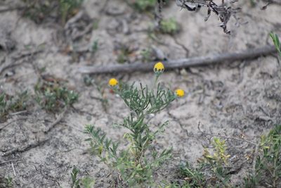Hymenoxys anthemoides, photographed by demianlescano