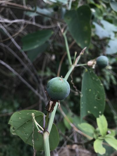 Passiflora cuneata, photographed by Nicolás Baresch Uribe