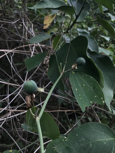 Passiflora cuneata, photographed by Nicolás Baresch Uribe