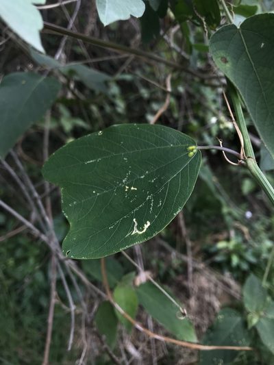 Passiflora cuneata, photographed by Nicolás Baresch Uribe