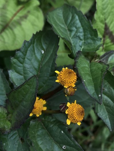 Heliopsis buphthalmoides, photographed by Nicolás Baresch Uribe