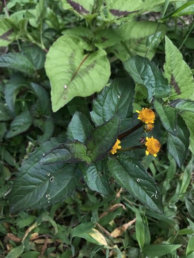 Heliopsis buphthalmoides, photographed by Nicolás Baresch Uribe