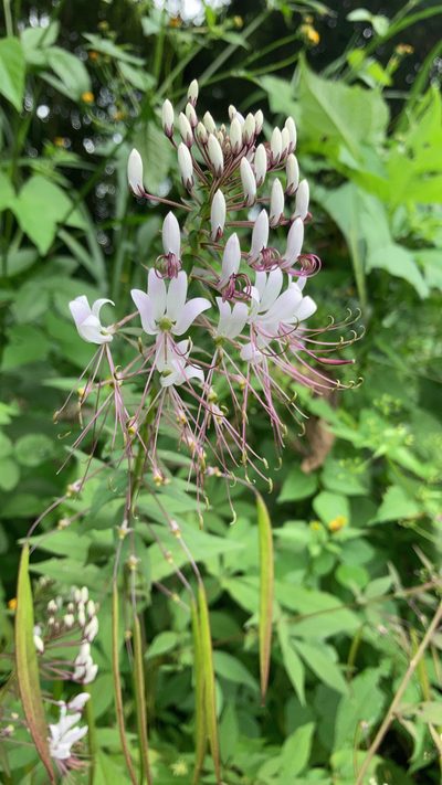 Cleome pilosa, photographed by Juanito Escamilla