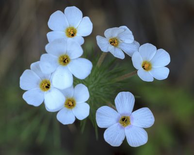 Leptosiphon montanus, photographed by Megan Ralph
