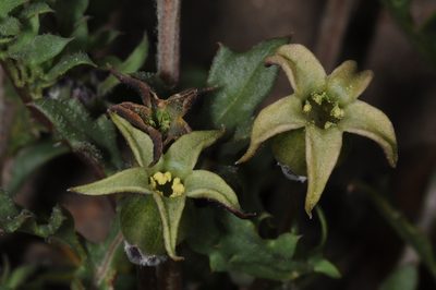 Jaborosa reflexa, photographed by aacocucci