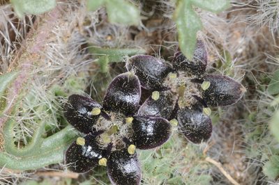 Jaborosa magellanica, photographed by aacocucci