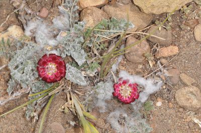 Leucheria purpurea, photographed by aacocucci