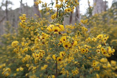 Goodia pubescens, photographed by Cowirrie