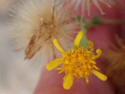 Heterotheca sessiliflora, photographed by George Williams