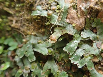 Marchantia emarginata, photographed by Meng-Ying Tsai