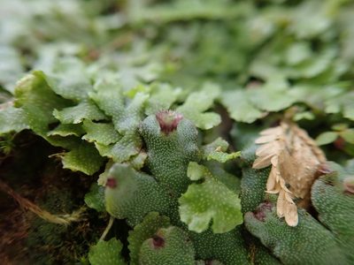 Marchantia paleacea, photographed by Meng-Ying Tsai