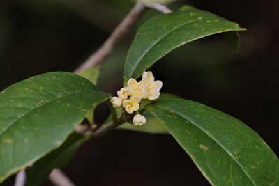 Osmanthus fragrans, photographed by portioid