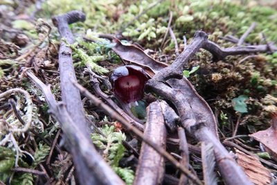 Corybas diemenicus, photographed by Cowirrie