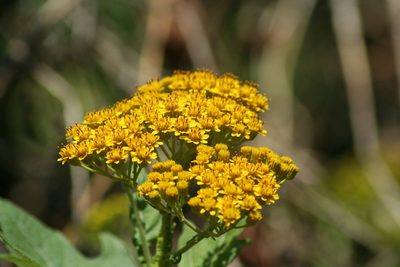 Verbesina fastigiata, photographed by Luis F. Ramírez