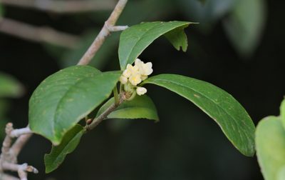 Osmanthus fragrans, photographed by portioid