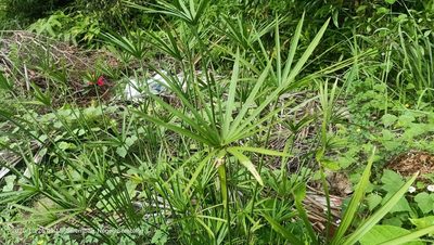 Cyperus alternifolius, photographed by Ong Jyh Seng