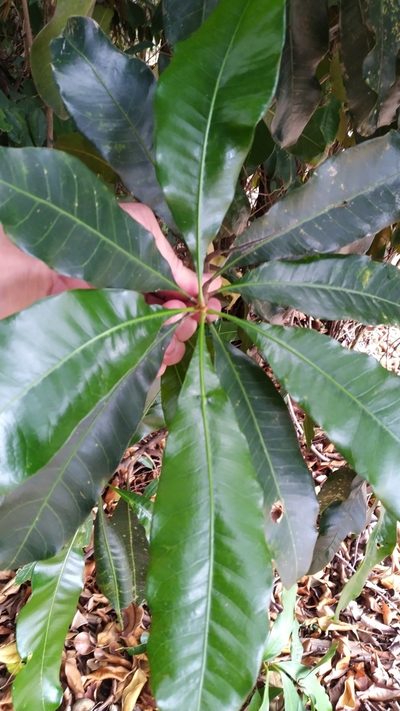 Buchanania arborescens, photographed by Steve Fitzgerald
