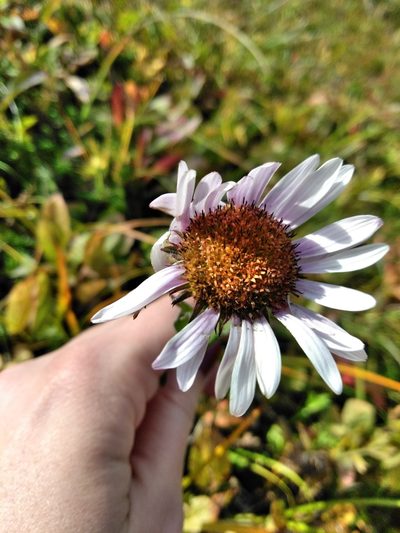Erigeron peregrinus, photographed by Alexandria 'Alex' Wenninger
