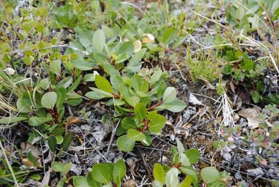 Salix arctophila, photographed by Annie Evankow