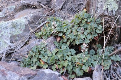 Heuchera rubescens, photographed by samlutfy