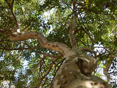 Eugenia uruguayensis, photographed by Joselin Listur