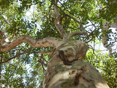 Eugenia uruguayensis, photographed by Joselin Listur